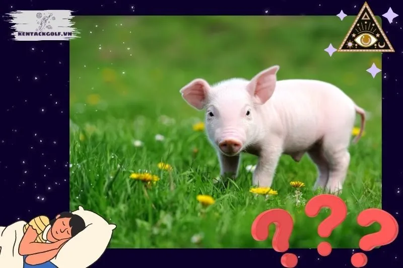 Các điềm báo khi nằm mơ thấy heo