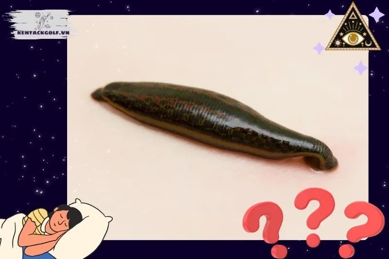 Các loại giấc mơ thấy đỉa và ý nghĩa cụ thể