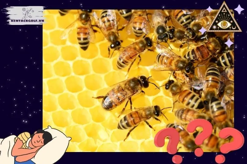 Các loại giấc mơ thấy ong và ý nghĩa
