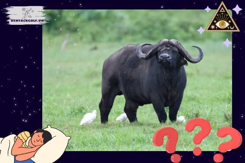 Các loại giấc mơ về trâu và điềm báo cụ thể