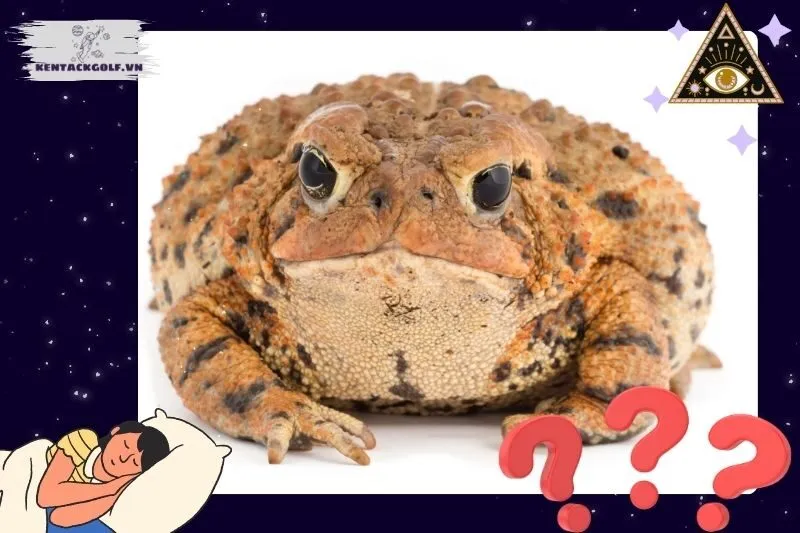 Các Loại Hình Mơ Thấy Cóc