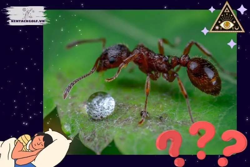 Các loại kiến và ý nghĩa trong giấc mơ