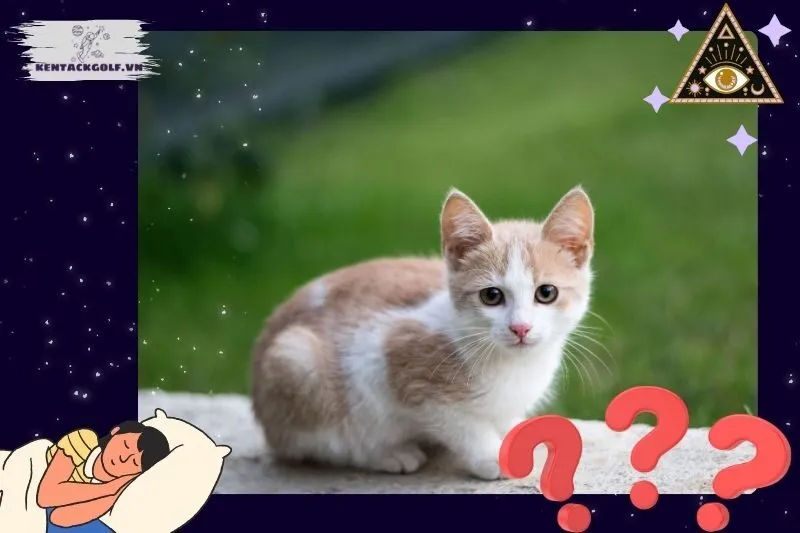 Các trường hợp phổ biến khi nằm mơ thấy mèo và ý nghĩa cụ thể