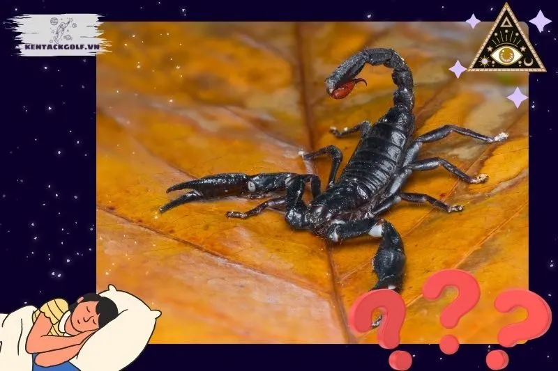 Điềm báo chi tiết khi nằm mơ thấy bò cạp trong từng trường hợp