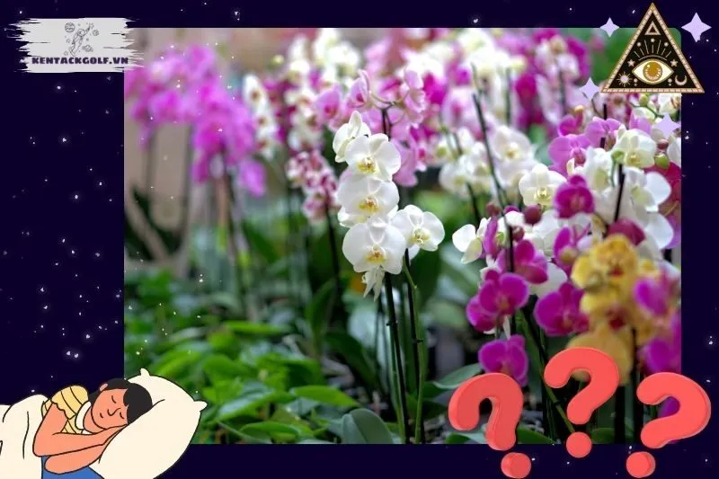 Điềm báo chi tiết qua từng trạng thái hoa lan