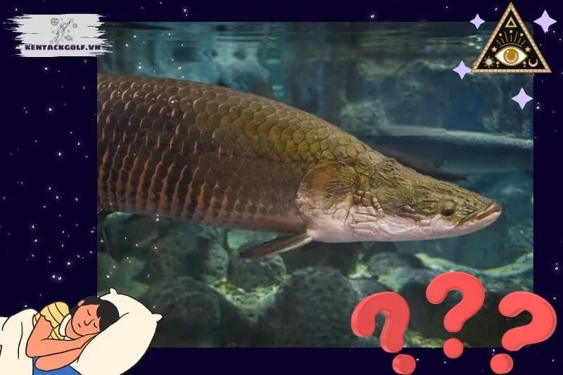 Điềm Báo Khi Thấy Cá Hải Tượng Trong Các Trạng Thái Khác Nhau