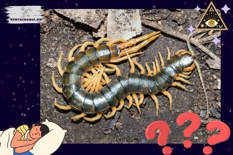 Mơ thấy rết và tác động đến cuộc sống cá nhân