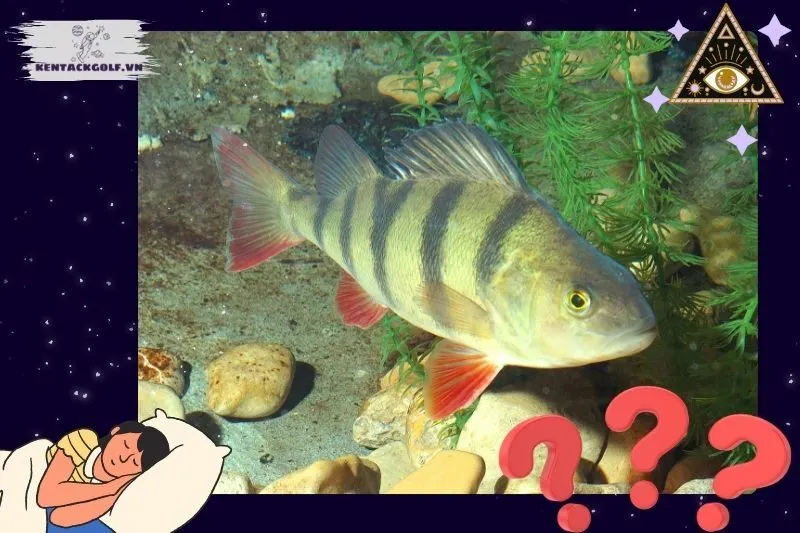 Điềm báo từ các giấc mơ cá rô