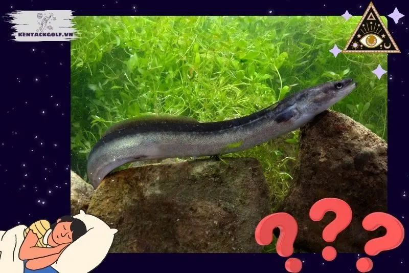 Giải Mã các giấc mơ thấy lươn