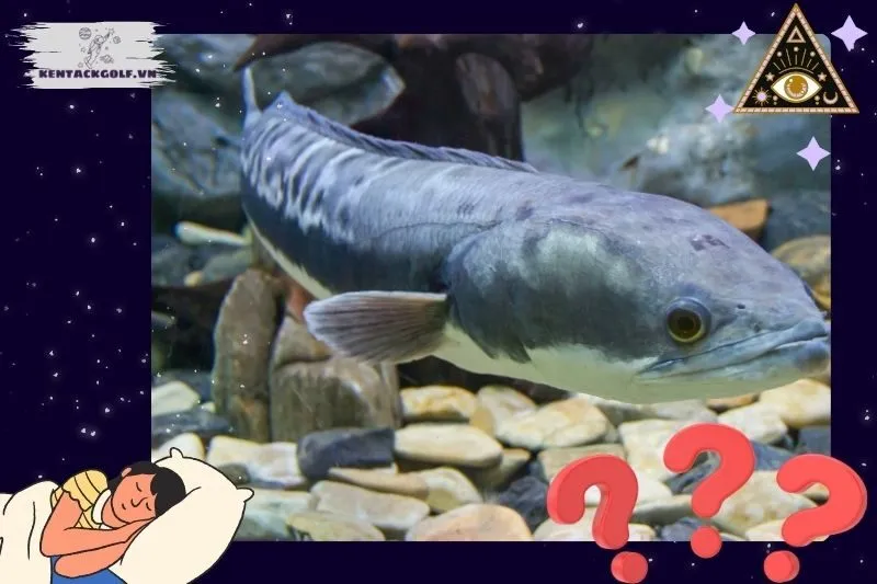 Giải mã các tình huống cụ thể khi nằm mơ thấy cá lóc