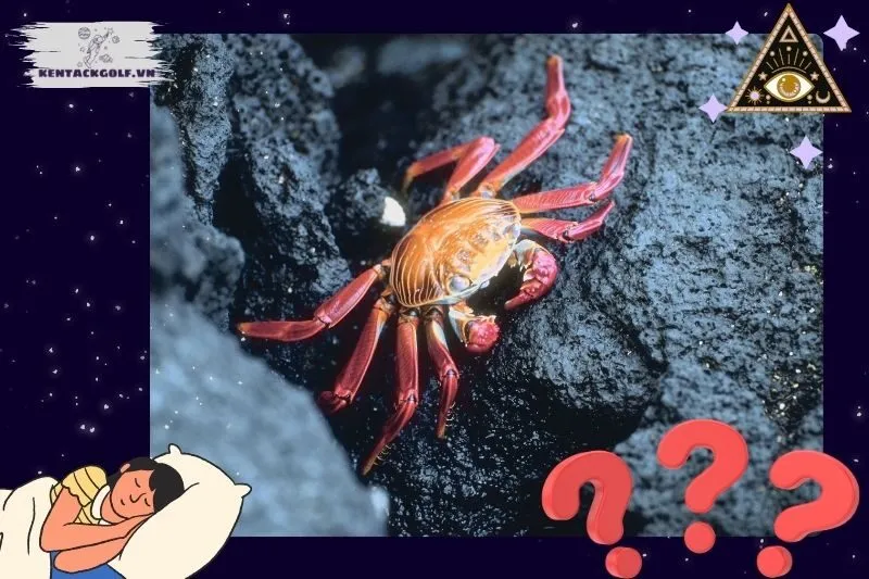 Giải Mã Các Tình Huống Cụ Thể Khi Nằm Mơ Thấy Cua