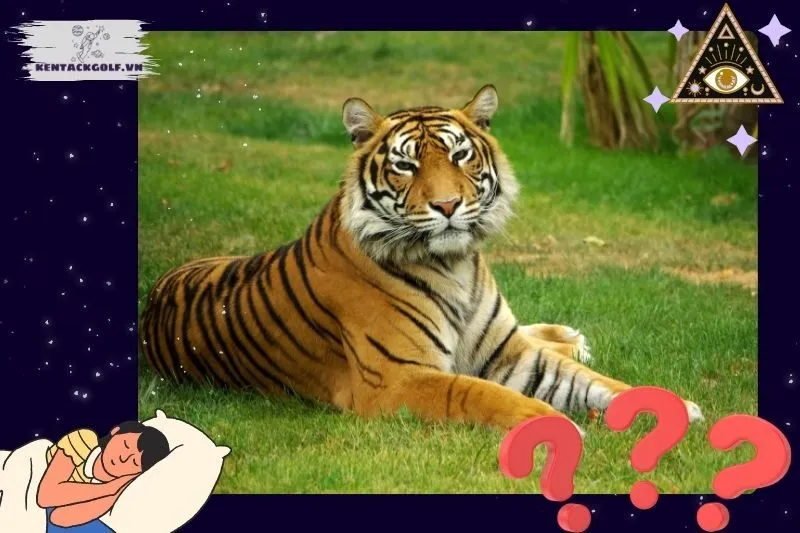 Giải Mã Các Tình Huống Cụ Thể Khi Nằm Mơ Thấy Hổ