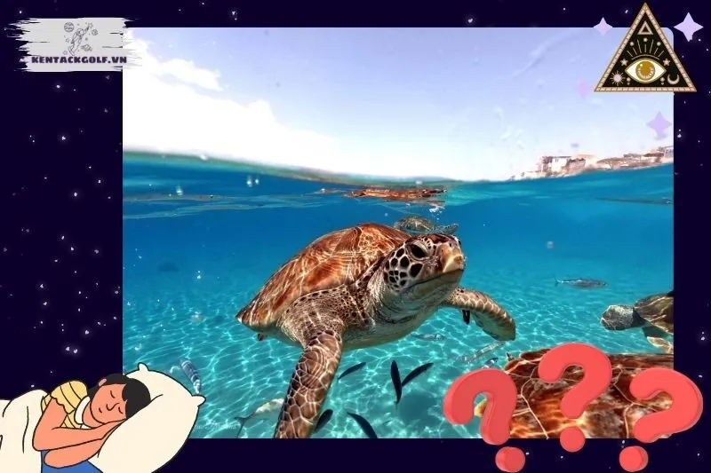 Giải mã các tình huống cụ thể khi nằm mơ thấy rùa