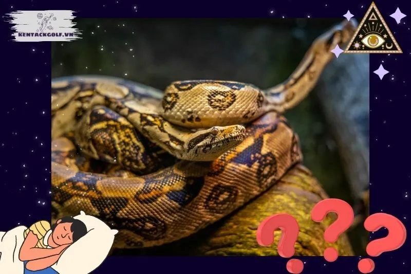 Giải mã các tình huống cụ thể khi nằm mơ thấy trăn