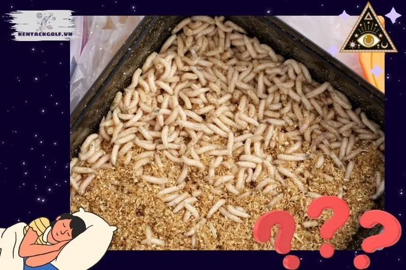 Giải mã chi tiết các loại giấc mơ thấy dòi