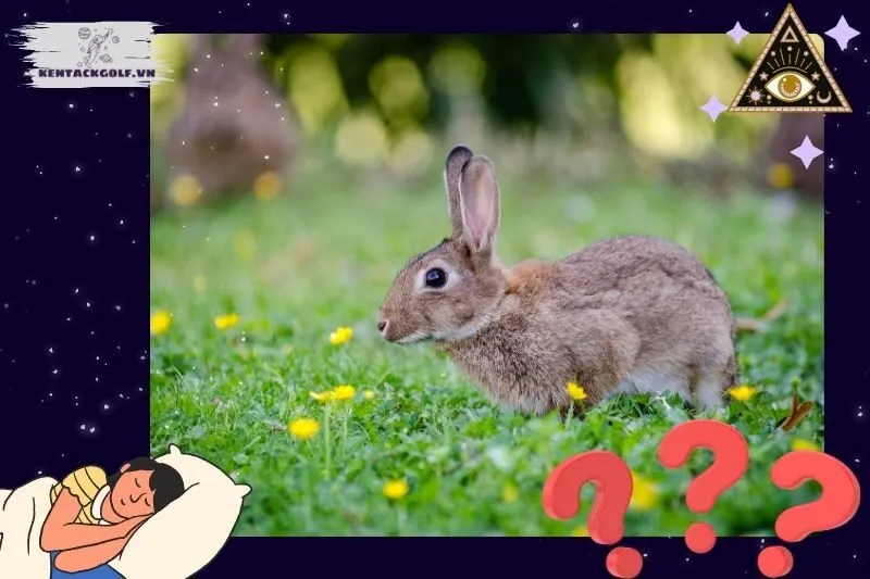 Giải mã chi tiết các loại giấc mơ thấy thỏ