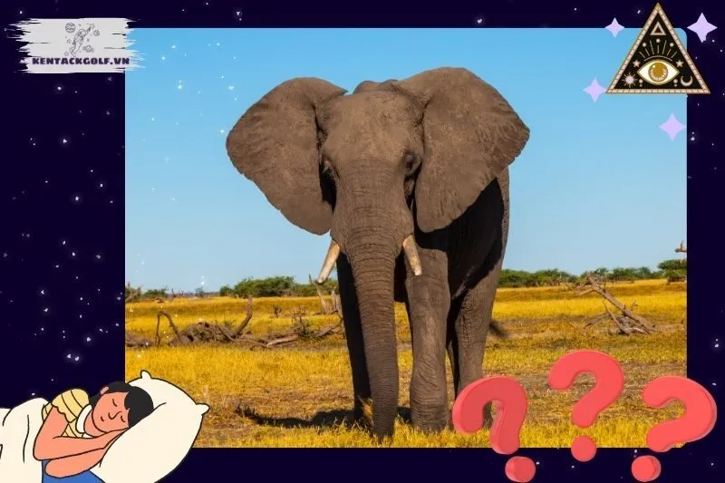 Giải mã giấc mơ liên quan đến voi