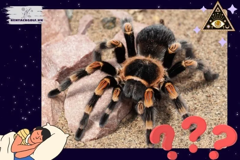 Giải mã giấc mơ thấy nhện