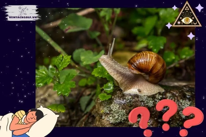 Giải mã giấc mơ thấy ốc