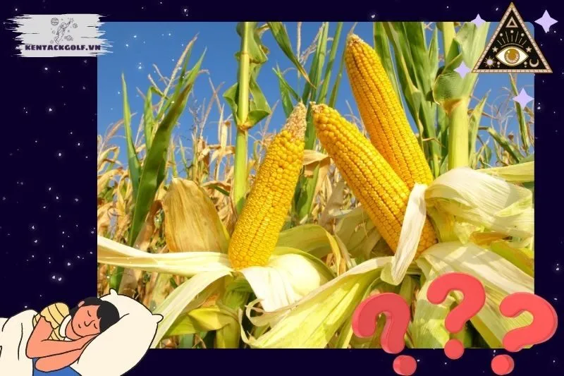 Giải thích chi tiết từng hoàn cảnh mơ thấy bắp ngô