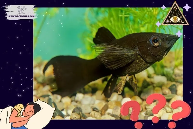 Mơ Thấy Cá Đen Có Thể Là Điềm Báo Gì Trong Tình Yêu Và Các Mối Quan Hệ?