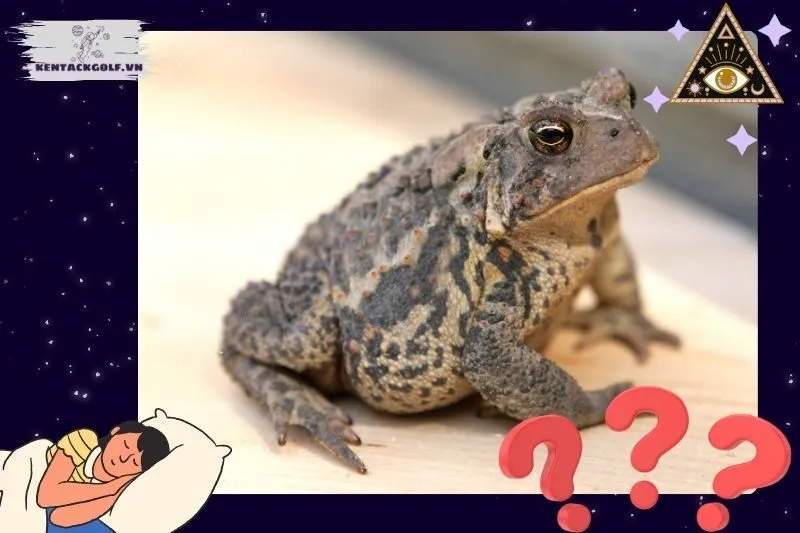 Mơ Thấy Cóc Là Điềm Báo Gì? Giải Mã Giấc Mơ Thấy Cóc