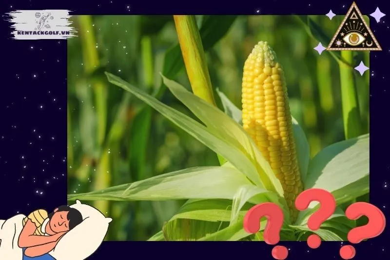 Nằm mơ thấy bắp ngô tượng trưng điều gì trong cuộc sống?