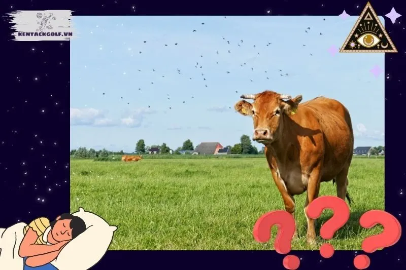 Nằm mơ thấy bò mang ý nghĩa gì?