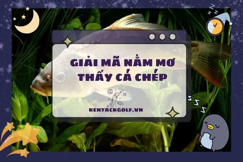 Nằm mơ thấy cá chép: Giải mã ý nghĩa và điềm báo thú vị 2025