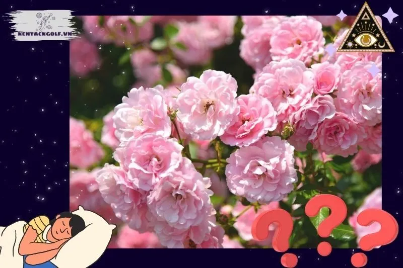 Nằm mơ thấy cây hoa hồng có ý nghĩa gì?