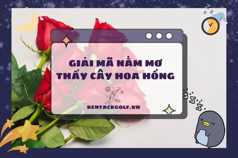 Nằm Mơ Thấy Cây Hoa Hồng - Ý Nghĩa, Điềm Báo & Con Số May Mắn 2025