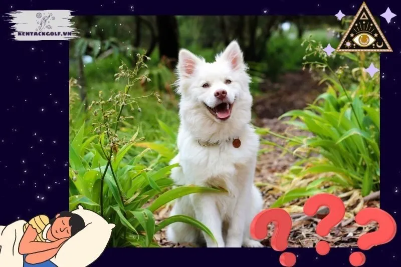 Nằm mơ thấy chó vào nhà có tốt không?