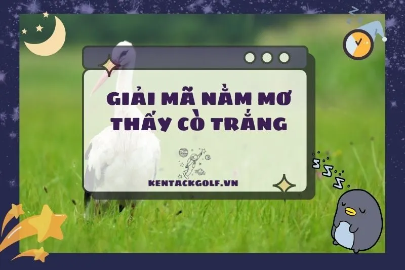 Nằm Mơ Thấy Cò Trắng: Điềm Báo Và Ý Nghĩa Chi Tiết 2025