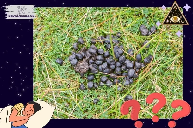 Nằm mơ thấy cứt báo hiệu điều gì trong cuộc sống?