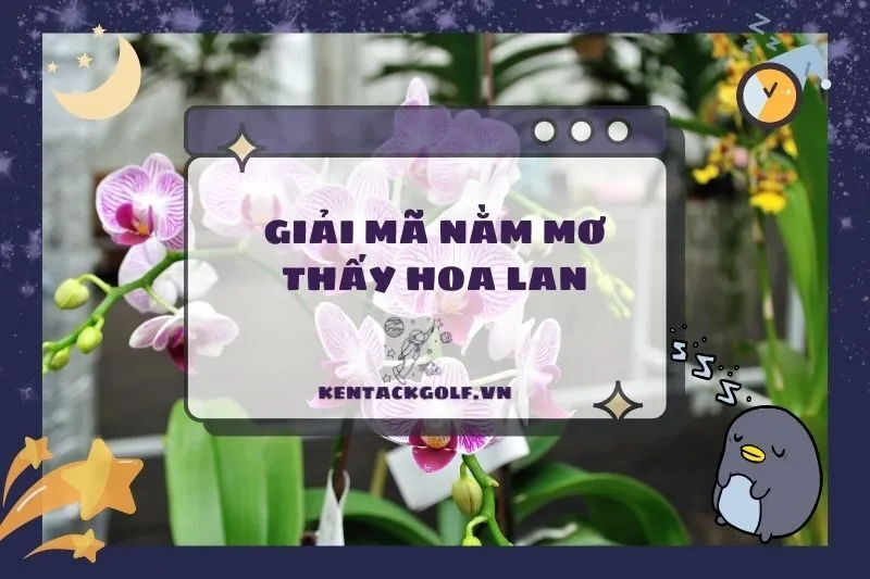 Nằm mơ thấy hoa lan: Ý nghĩa và điềm báo bạn nên biết 2025