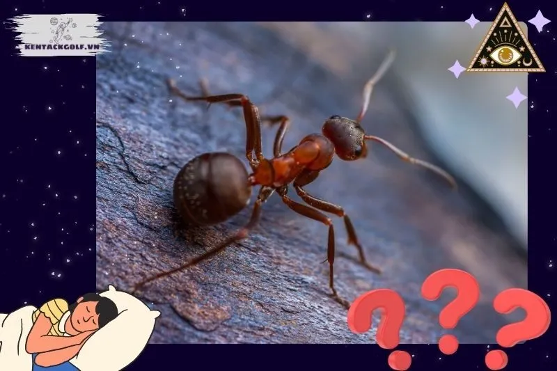 Nằm mơ thấy kiến có ý nghĩa gì?