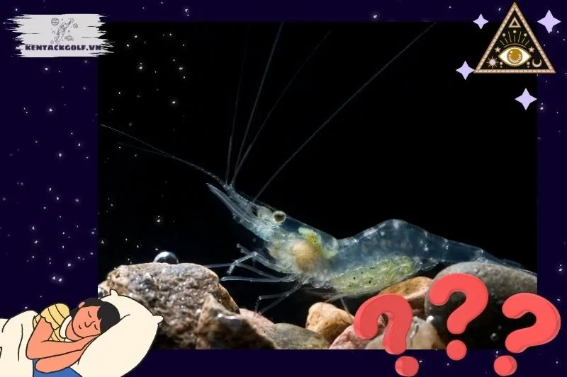 Nằm mơ thấy tôm là điềm gì? Ý nghĩa tổng quan của giấc mơ