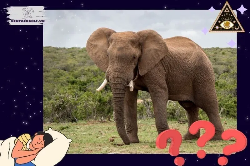 Nằm mơ thấy voi có ý nghĩa gì?