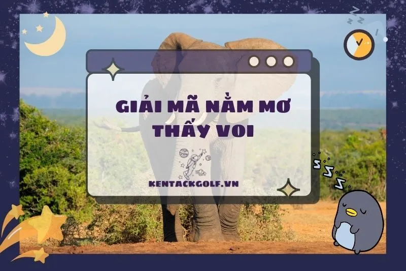 Nằm mơ thấy voi: Giải mã ý nghĩa, điềm báo tốt hay xấu 2025