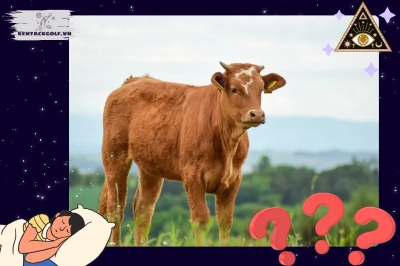 Những điềm báo quan trọng khi nằm mơ thấy các loại bò khác nhau