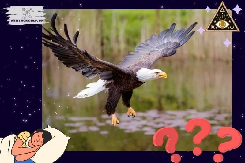 Những Giấc Mơ Liên Quan Đến Chim Đại Bàng Và Ý Nghĩa Của Chúng