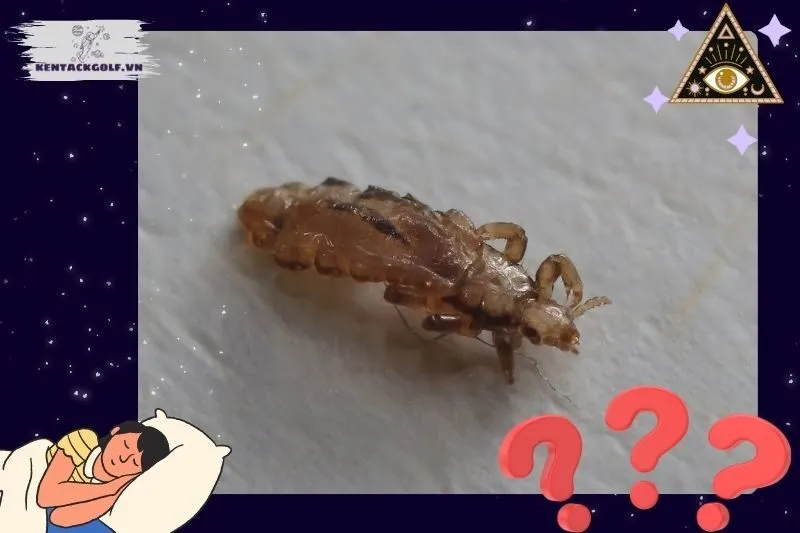 Những giấc mơ phổ biến về chấy rận và giải mã