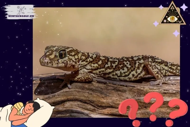 Những Giấc Mơ Thấy Tắc Kè Phổ Biến Và Điềm Báo