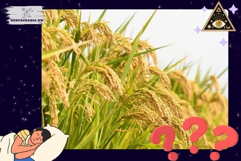 Những Giấc Mơ Về Lúa Và Cảnh Báo Tài Lộc