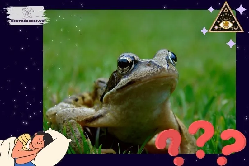 Những tình huống thường gặp khi mơ thấy ếch và ý nghĩa của chúng