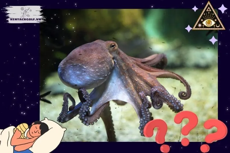 Ý nghĩa chung của giấc mơ thấy bạch tuộc