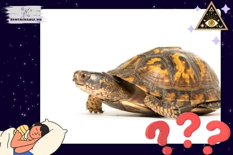 Ý nghĩa chung của giấc mơ thấy con ba ba