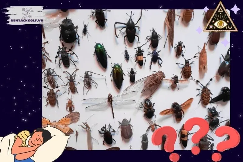 Ý nghĩa chung của giấc mơ thấy sâu bọ