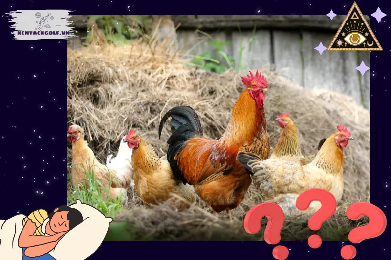 Ý nghĩa của giấc mơ nằm mơ thấy gà