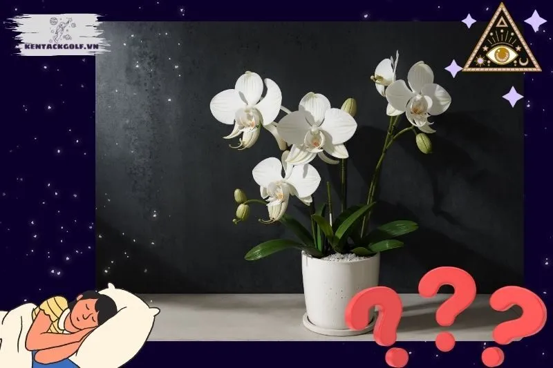 Ý nghĩa của giấc mơ nằm mơ thấy hoa lan